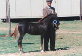 Pendock Dant�
